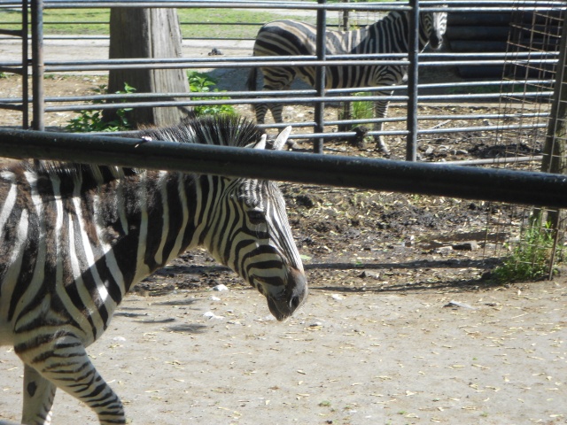 zebra